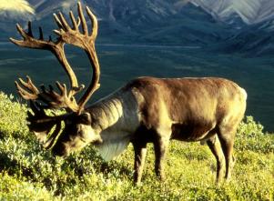 caribou 1